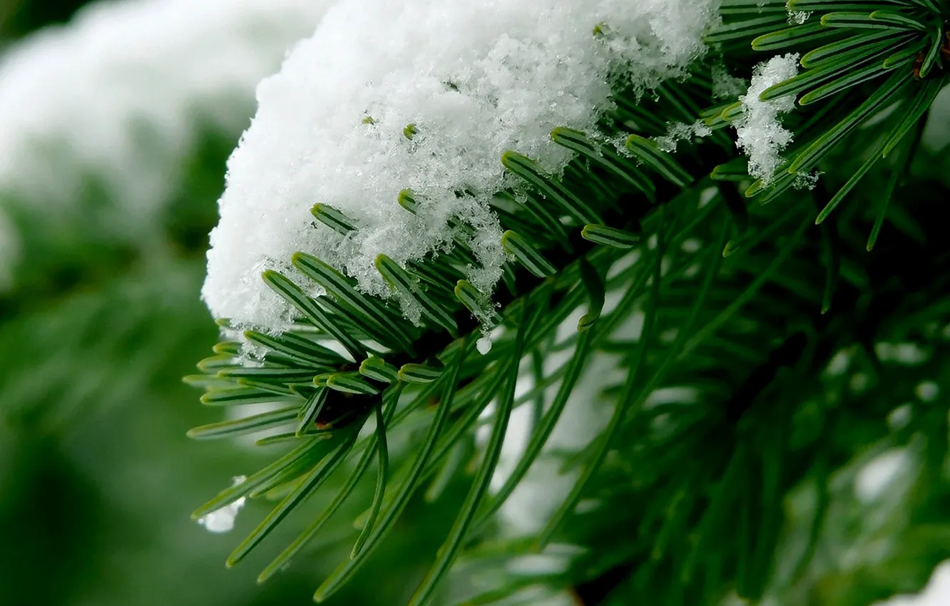 Photo wallpaper winter, forest, macro, snow, branches, needles