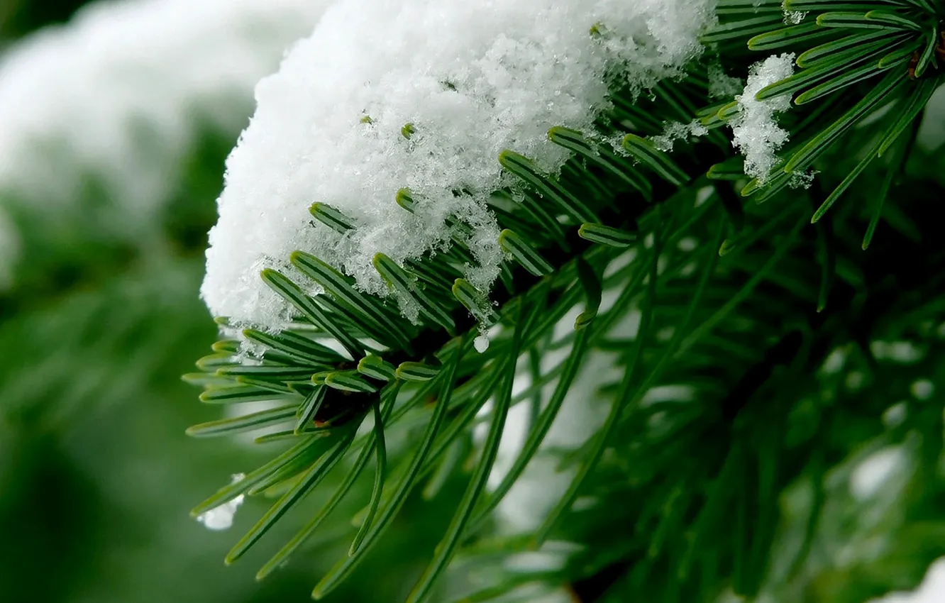 Photo wallpaper winter, forest, macro, snow, branch, needles