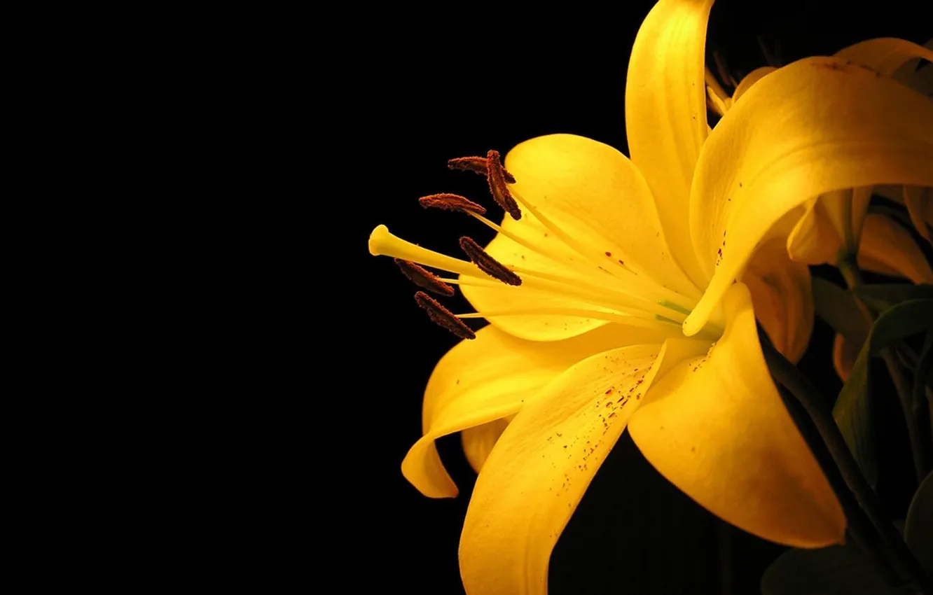Photo wallpaper yellow, Lily, minimalism