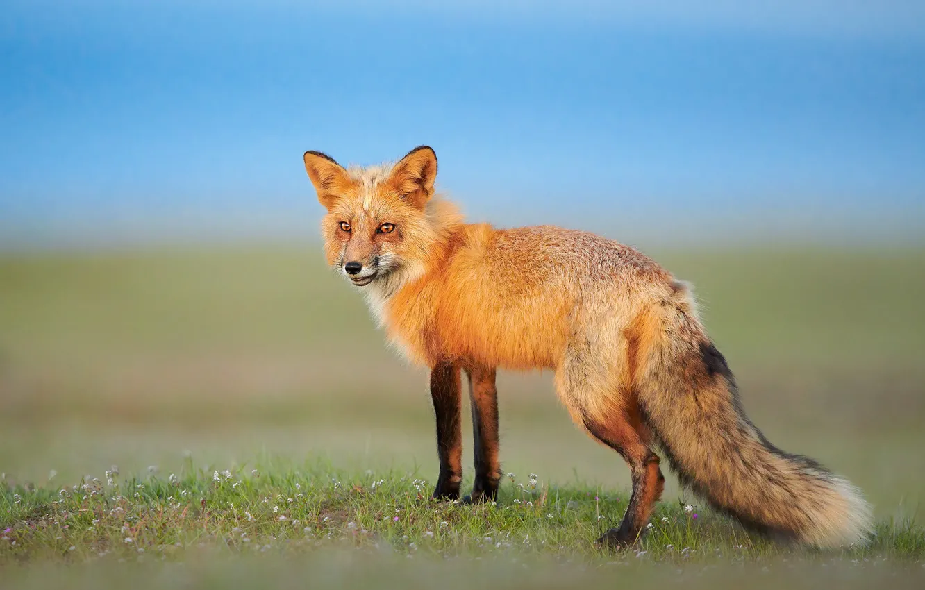 Photo wallpaper field, the sky, look, Fox, red