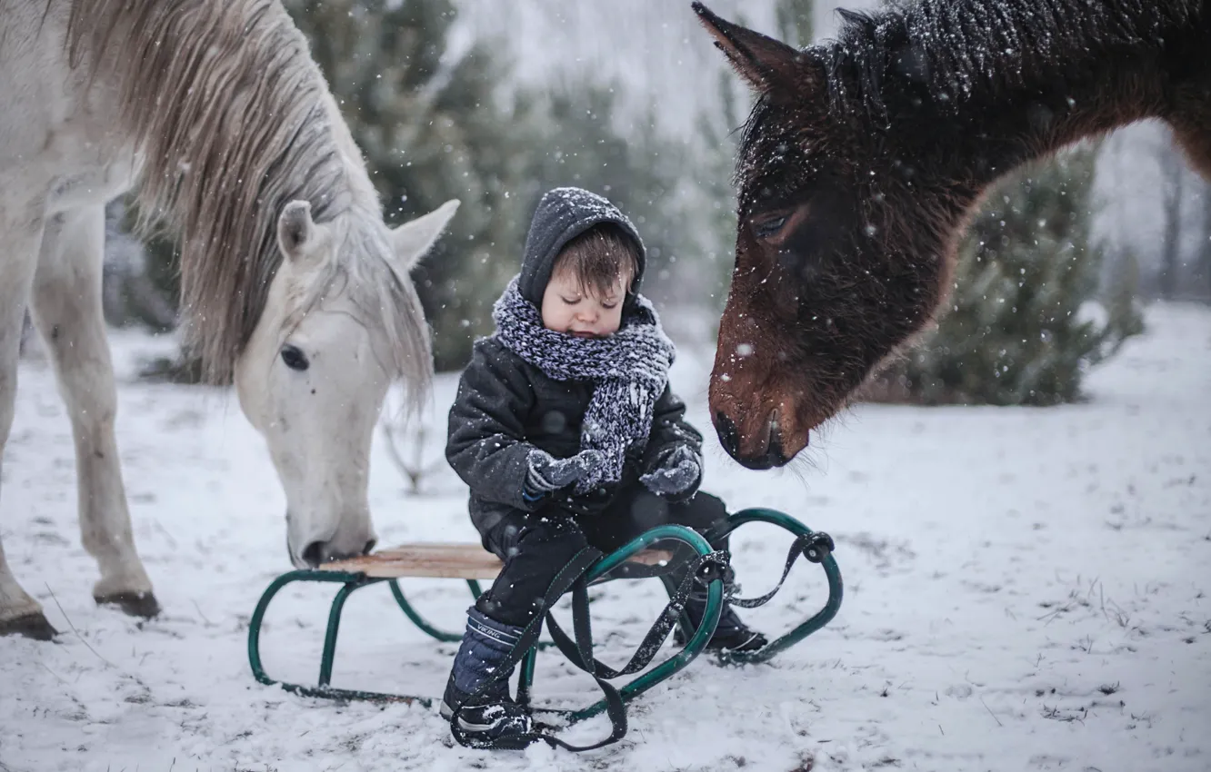 Photo wallpaper winter, horses, boy