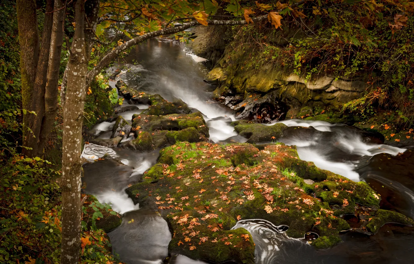 Photo wallpaper autumn, leaves, branches, stones, tree, foliage, waterfall, falling leaves