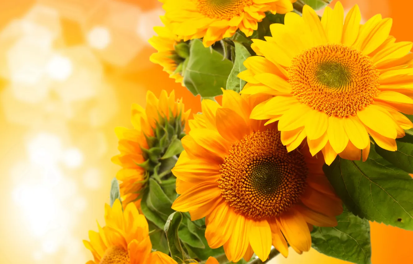 Photo wallpaper sunflowers, flowers, photo