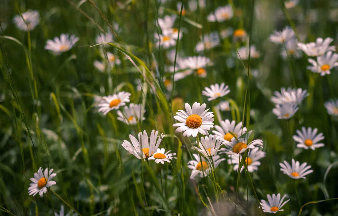 Photo wallpaper field, flowers, chamomile, white