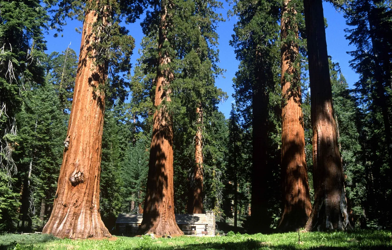 Photo wallpaper forest, the sky, grass, trees, landscape, nature, plant, height