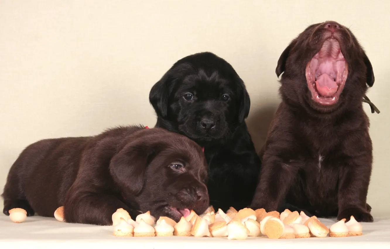 Photo wallpaper puppies, trio, Labrador, funny