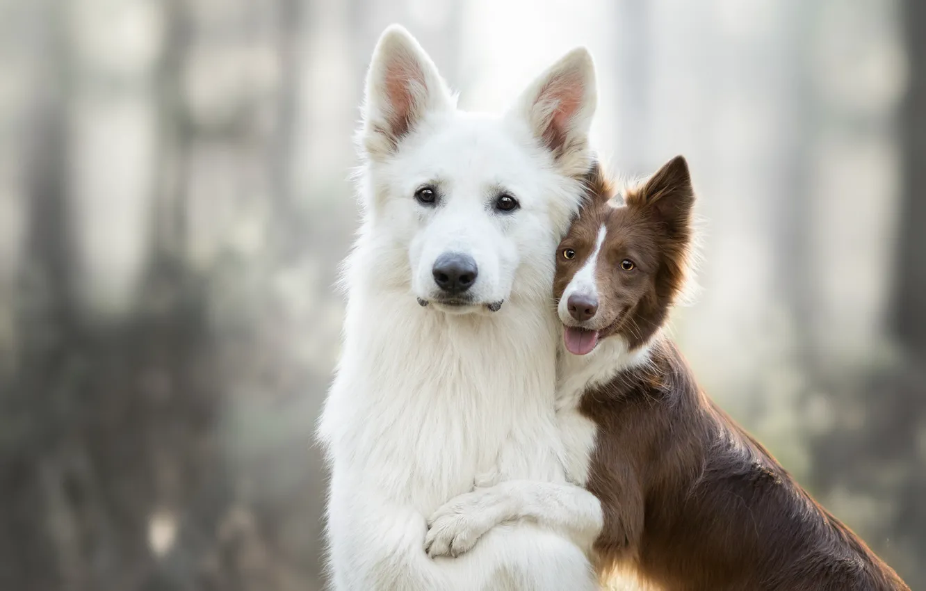 Photo wallpaper dogs, pose, background, two, puppy, Duo, friends, bokeh
