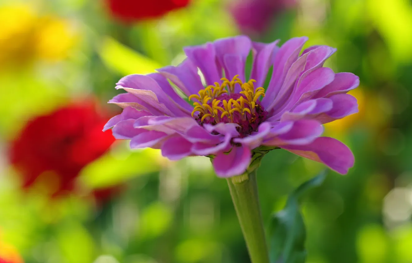 Photo wallpaper flowers, flowering, zinnia