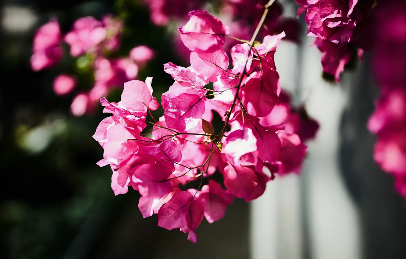 Photo wallpaper light, flowers, branches, pink, flowering, bokeh, bougainvillea
