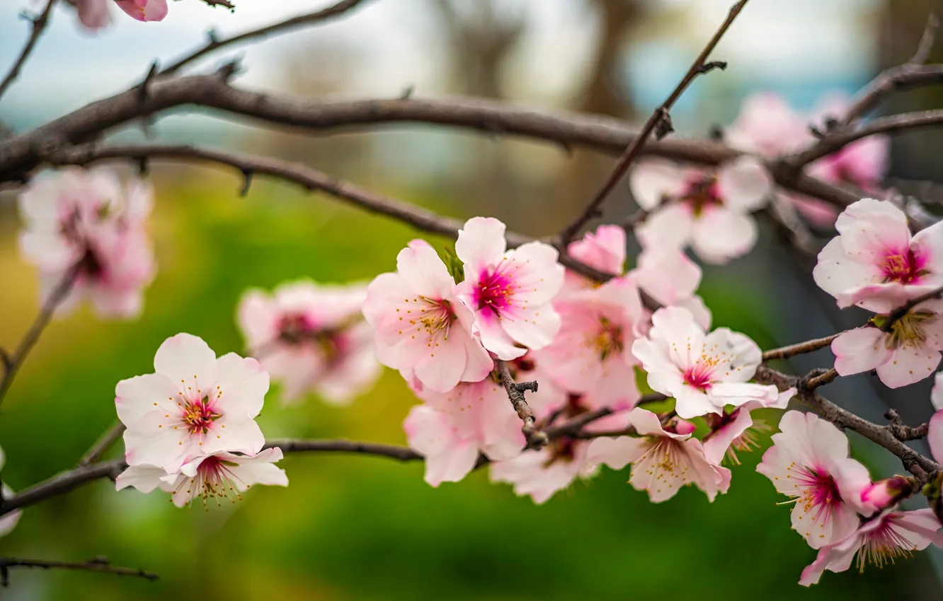 Photo wallpaper trees, flowers, branches, cherry, spring, garden, Sakura, pink