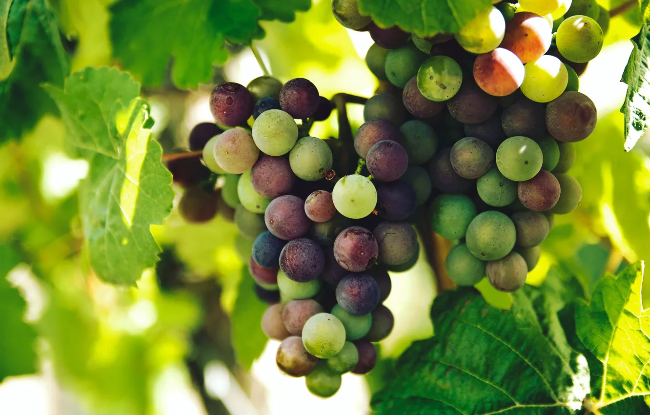 Photo wallpaper leaves, light, berries, grapes, vineyard, different, bunches, bokeh