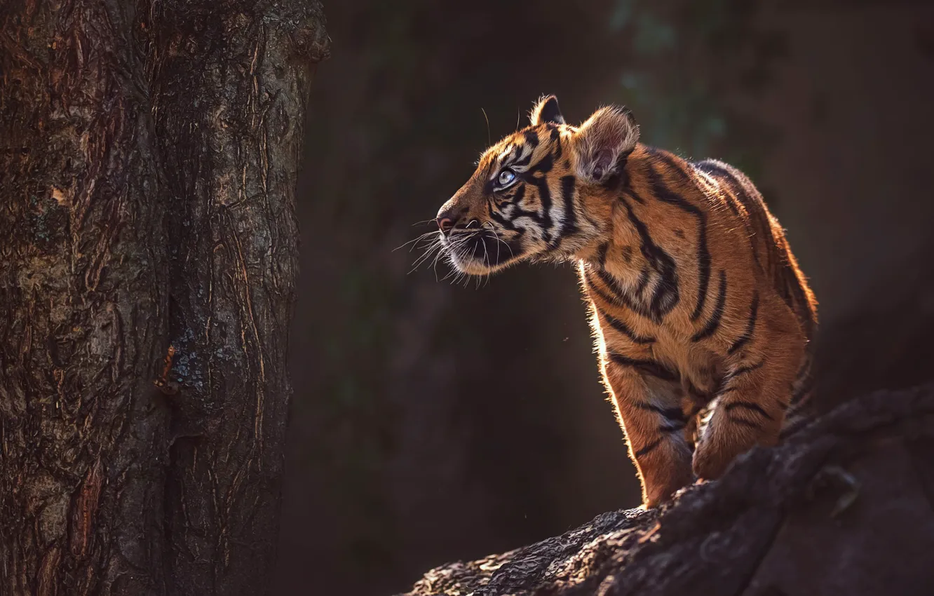 Photo wallpaper look, face, light, nature, tiger, pose, the dark background, kitty