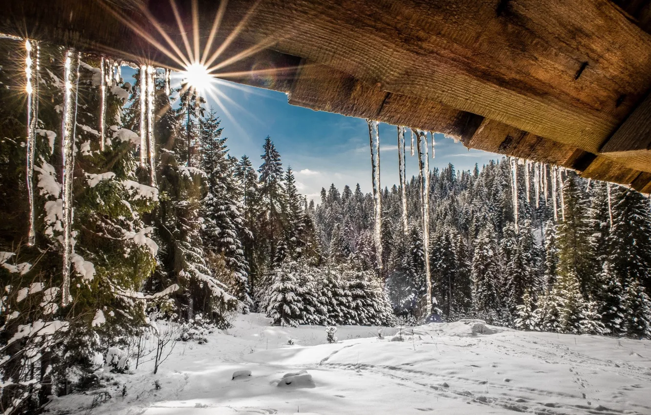 Photo wallpaper winter, forest, the sun, snow, icicles, ate