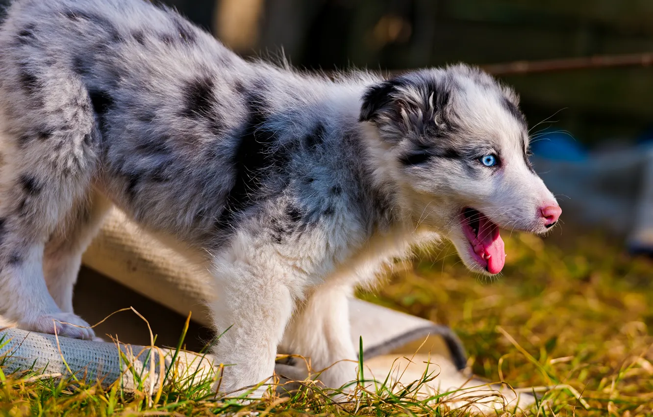 Photo wallpaper grass, puppy, Australian shepherd
