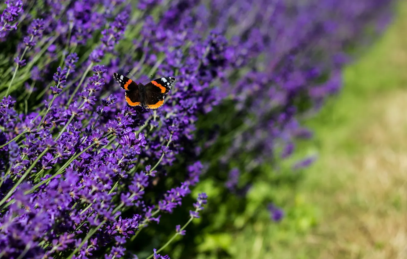 Photo wallpaper flowers, nature, butterfly, lavender