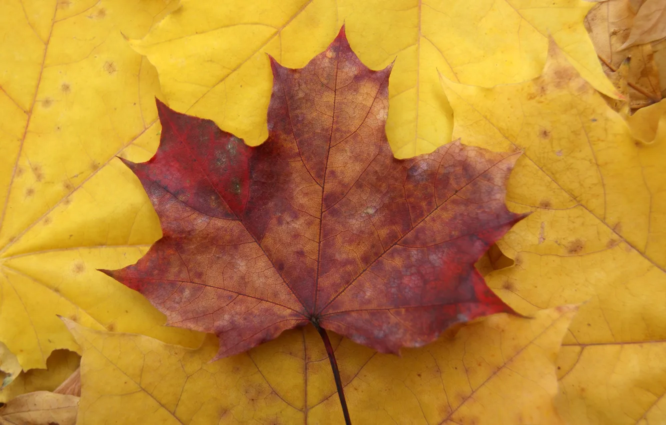Photo wallpaper autumn, leaves, yellow, background, leaf