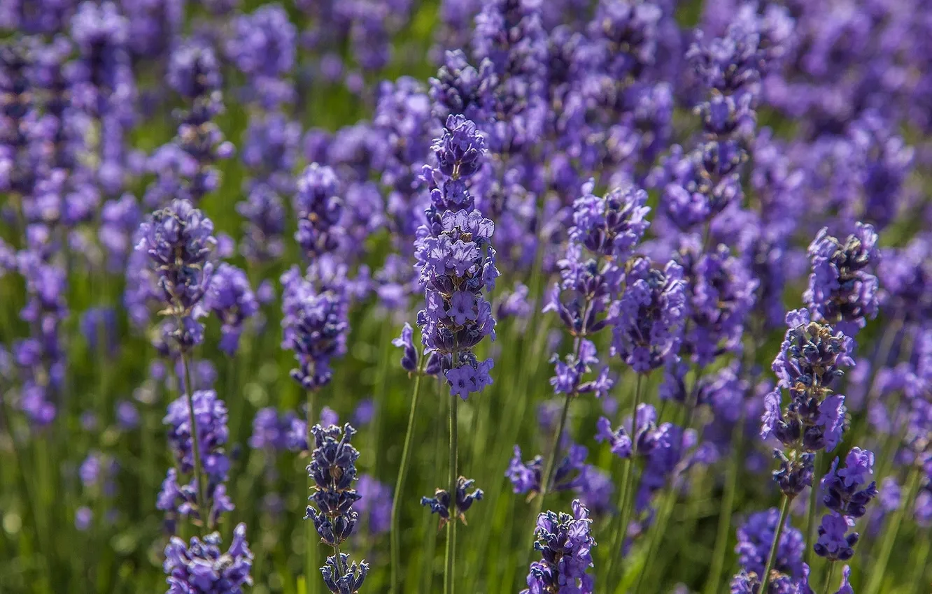 Photo wallpaper field, macro, meadow, lavender
