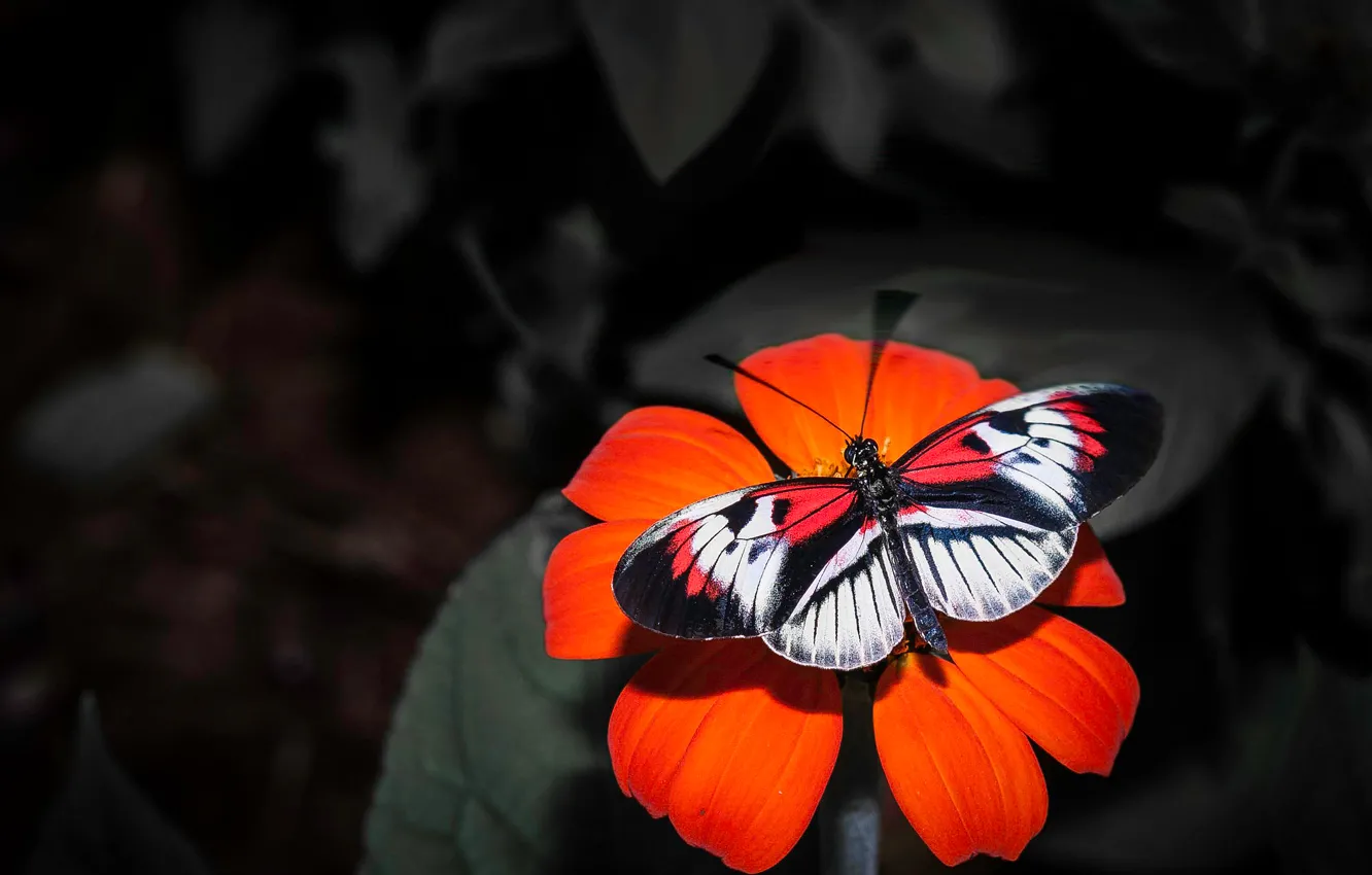 Photo wallpaper flowers, butterfly, wings, petals, insect