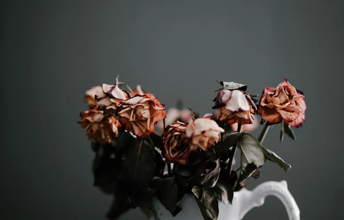 Photo wallpaper life, flowers, death, dried