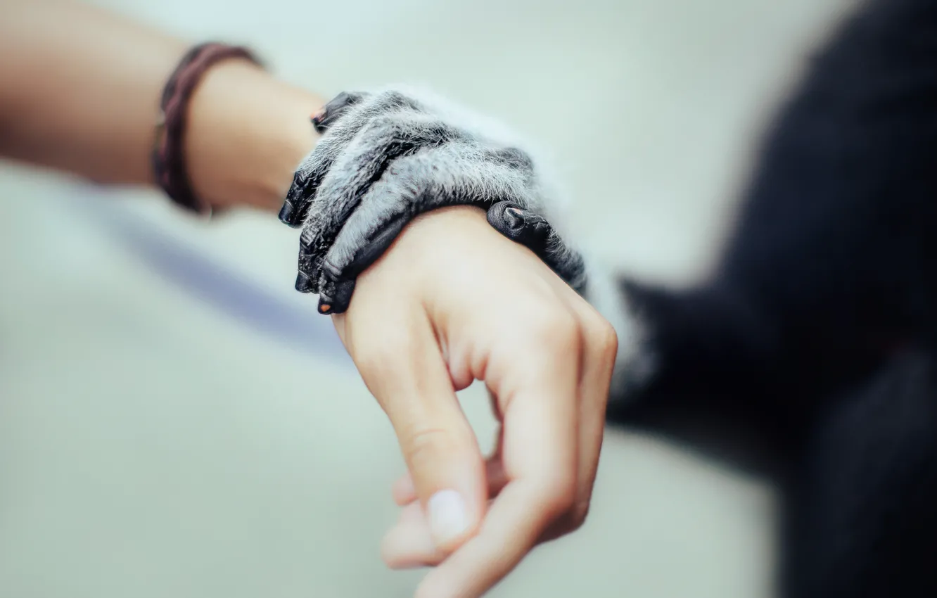Photo wallpaper animal, people, hands, touch, animal, human, natural, touch