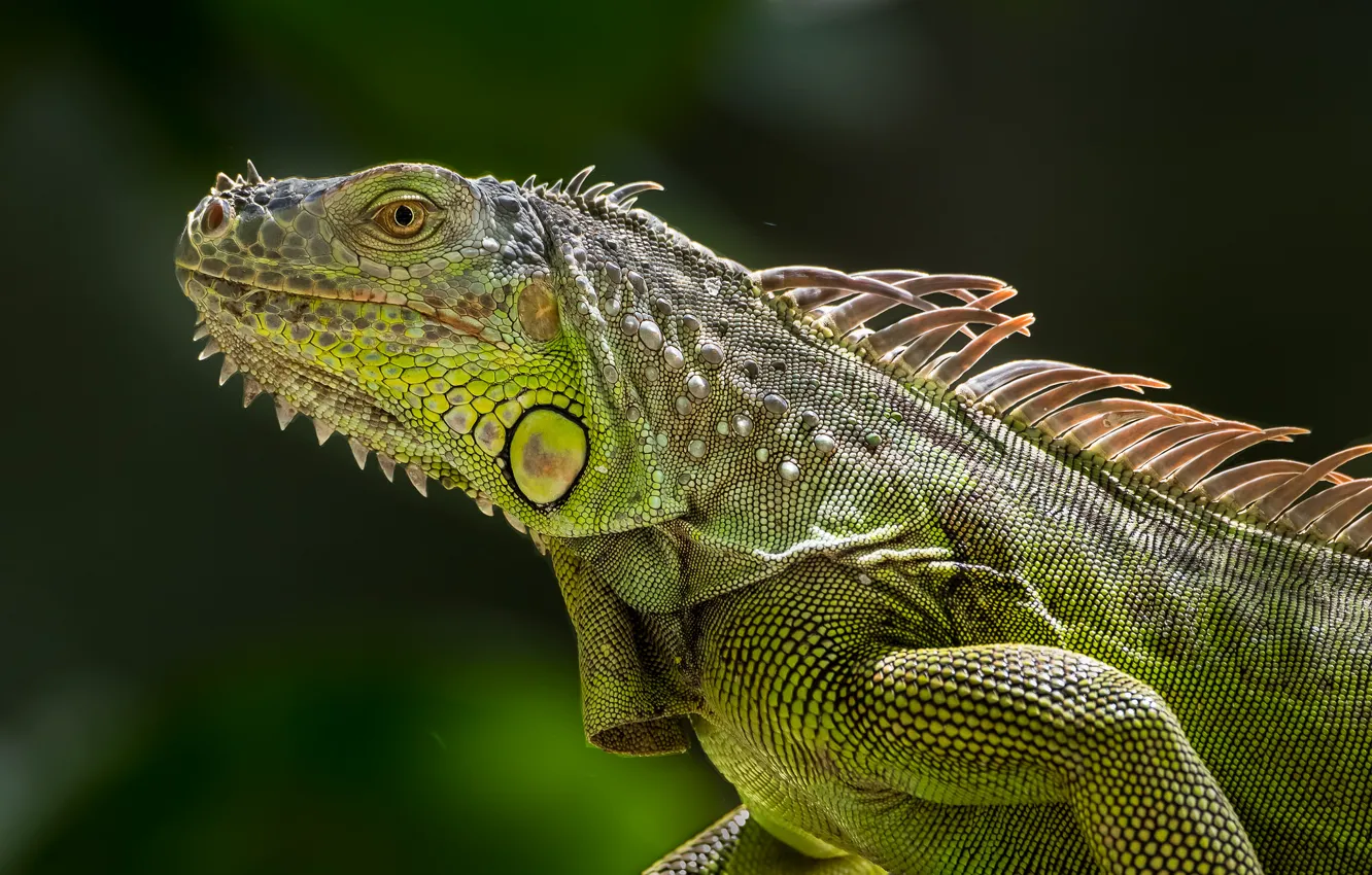 Photo wallpaper lizard, iguana, green