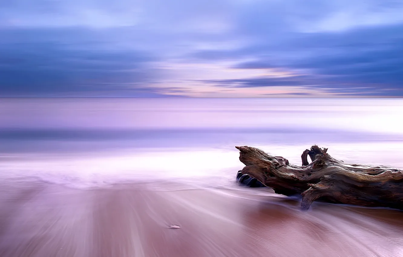 Photo wallpaper sea, trees, horizon, snag