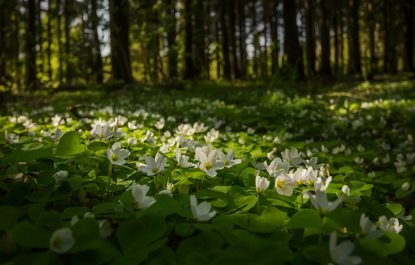Photo wallpaper forest, light, trees, flowers, anemones