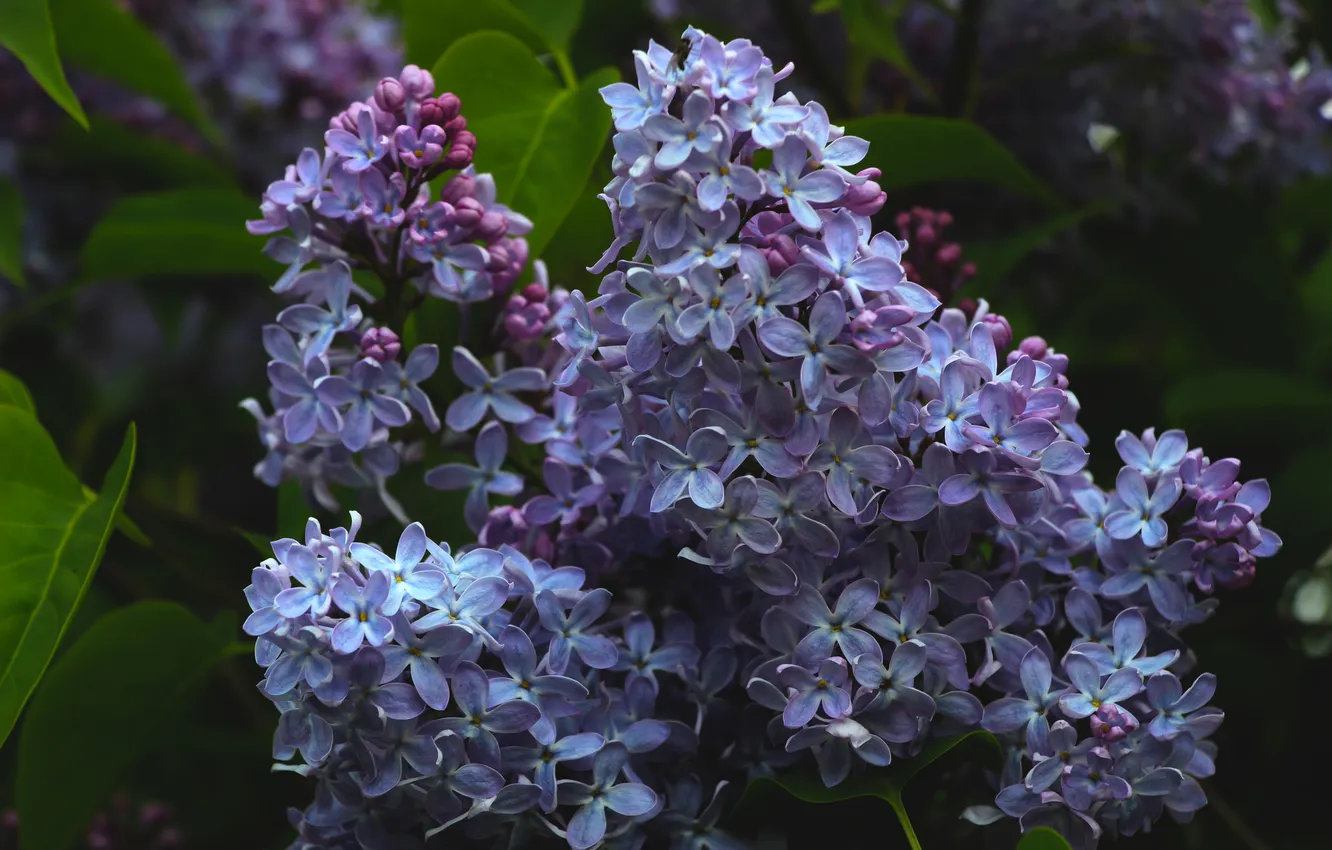 Photo wallpaper spring, lilac, blooming