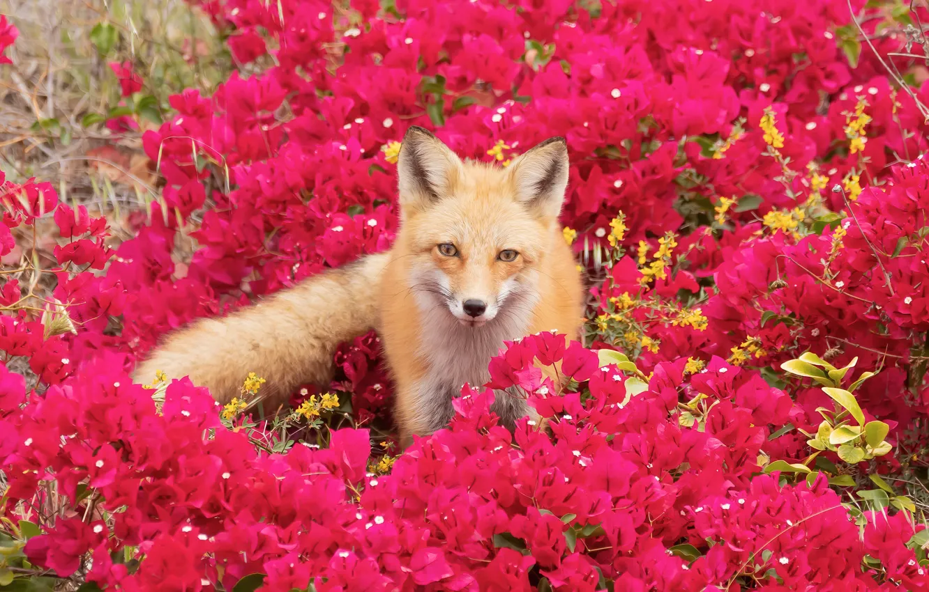 Photo wallpaper flowers, Fox, pink, the bushes, bougainvillea