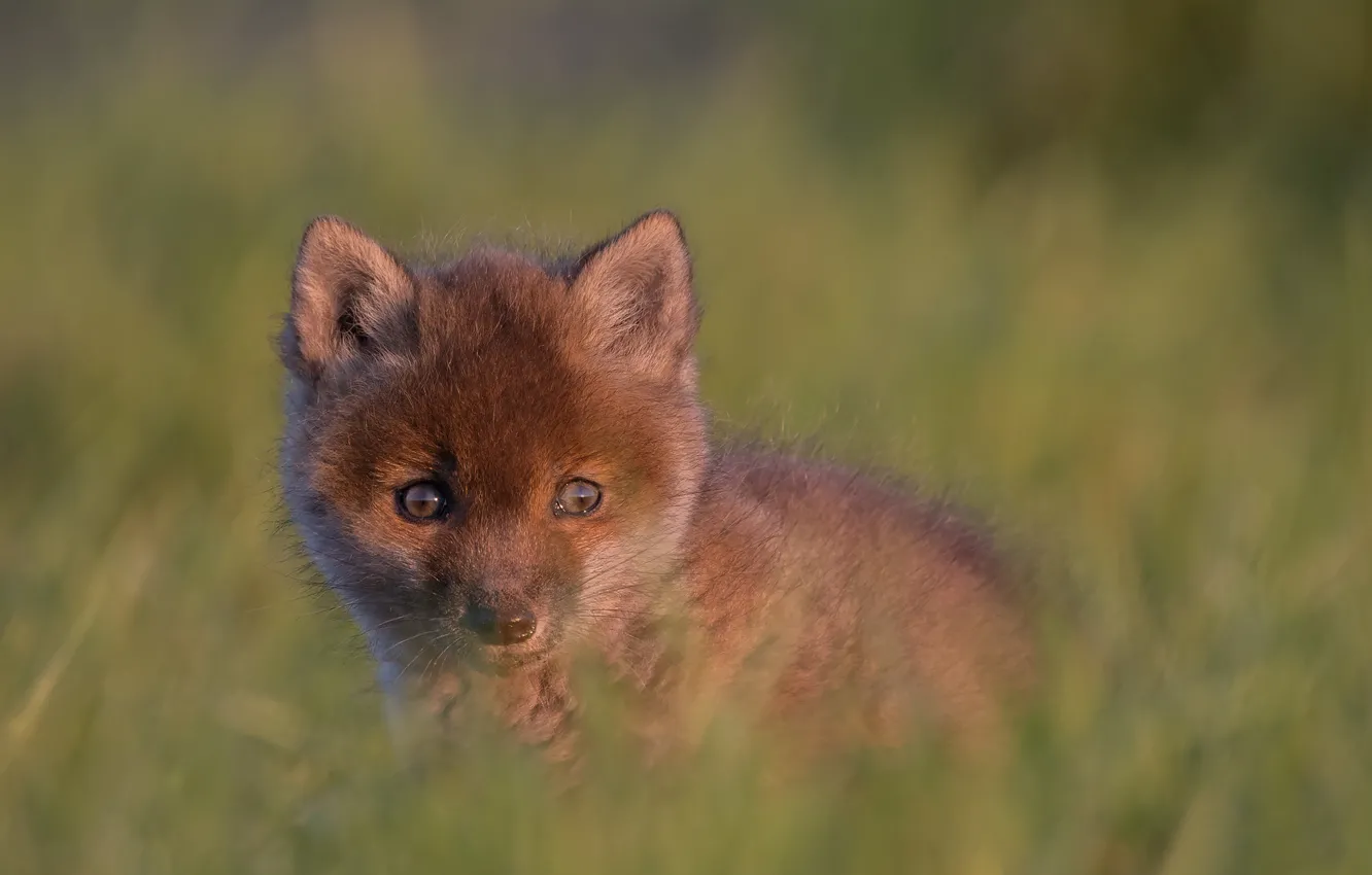 Photo wallpaper look, baby, cub, bokeh, Fox