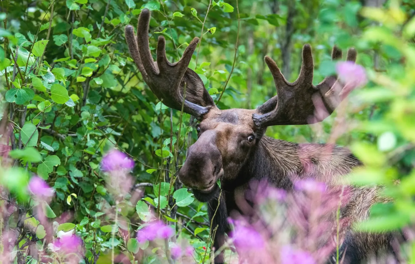 Photo wallpaper forest, look, face, leaves, flowers, branches, portrait, horns