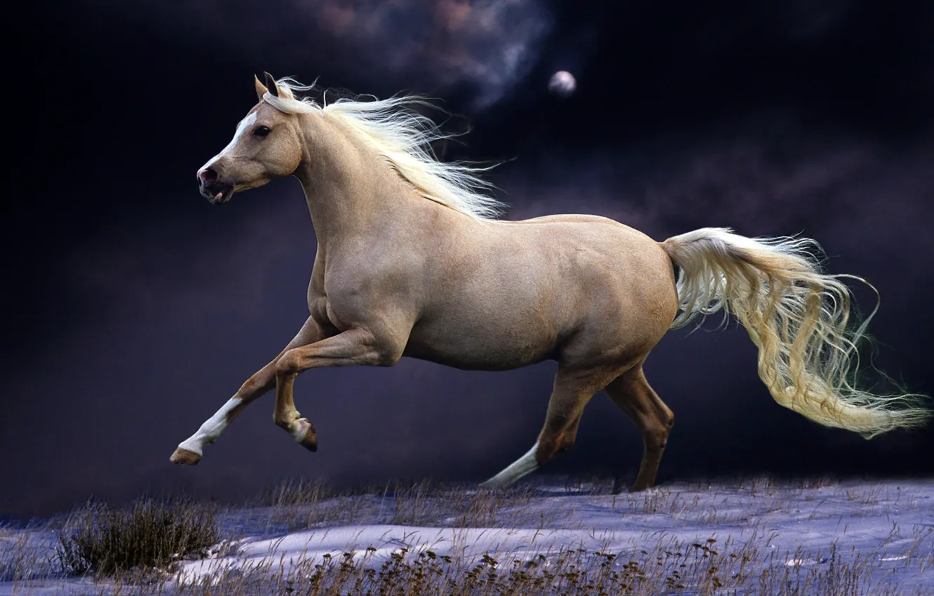 Photo wallpaper HORSE, The SKY, TAIL, NIGHT, SNOW, The MOON, MANE, WHITE