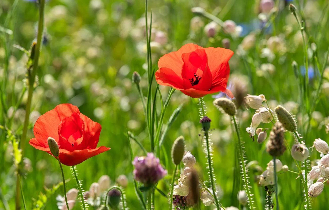 Photo wallpaper summer, flowers, red, Maki, meadow, white, soapwort