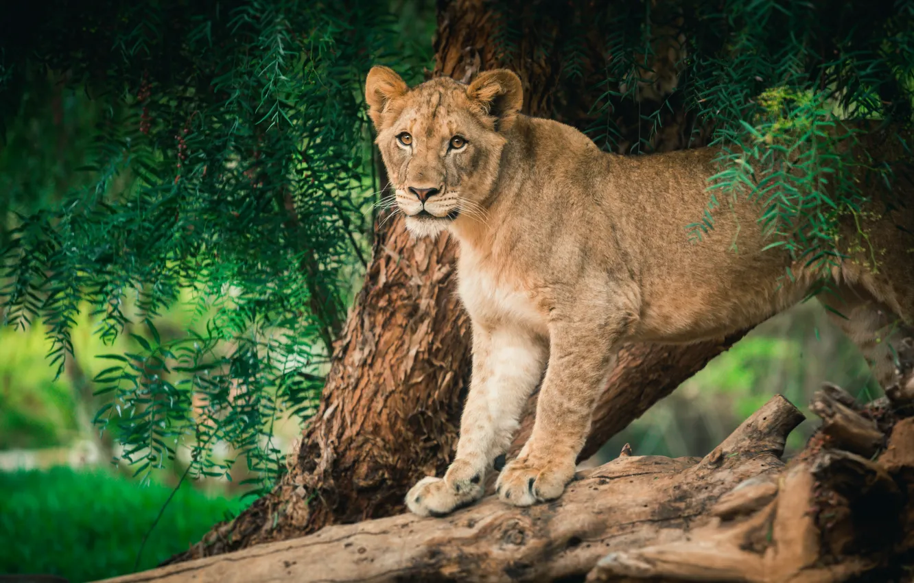 Photo wallpaper look, face, trees, foliage, log, lioness, young