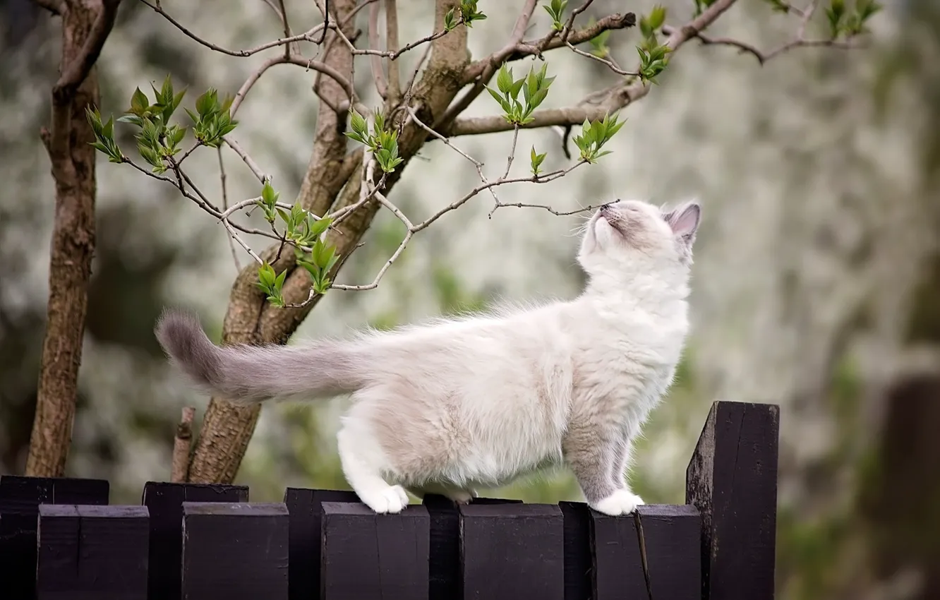 Photo wallpaper branches, nature, tree, animal, the fence, spring, cub, kitty