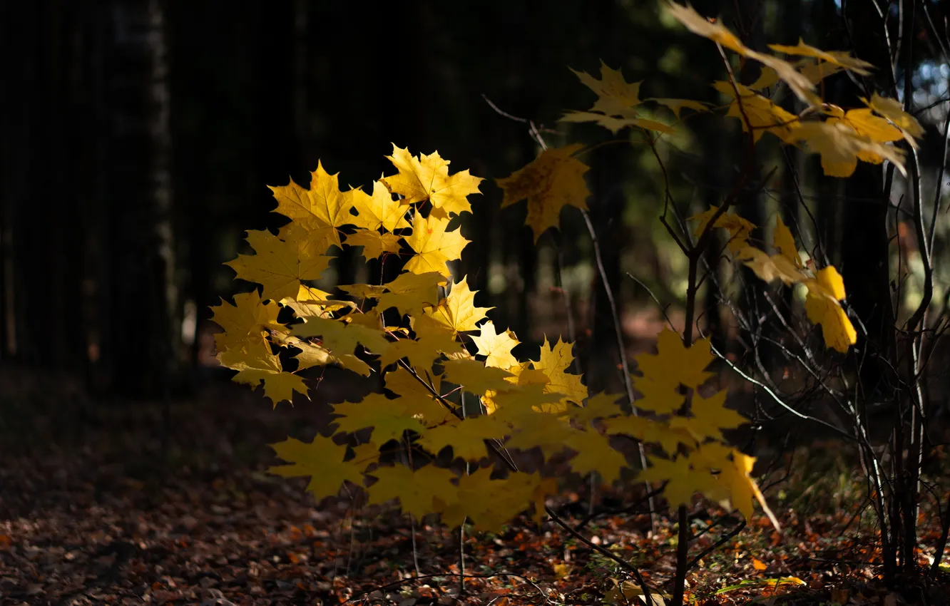 Photo wallpaper autumn, the sun, Park, contrast, maple