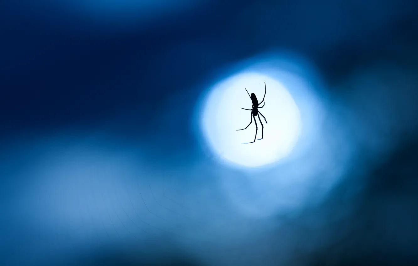 Photo wallpaper macro, night, blue, background, the moon, web, spider