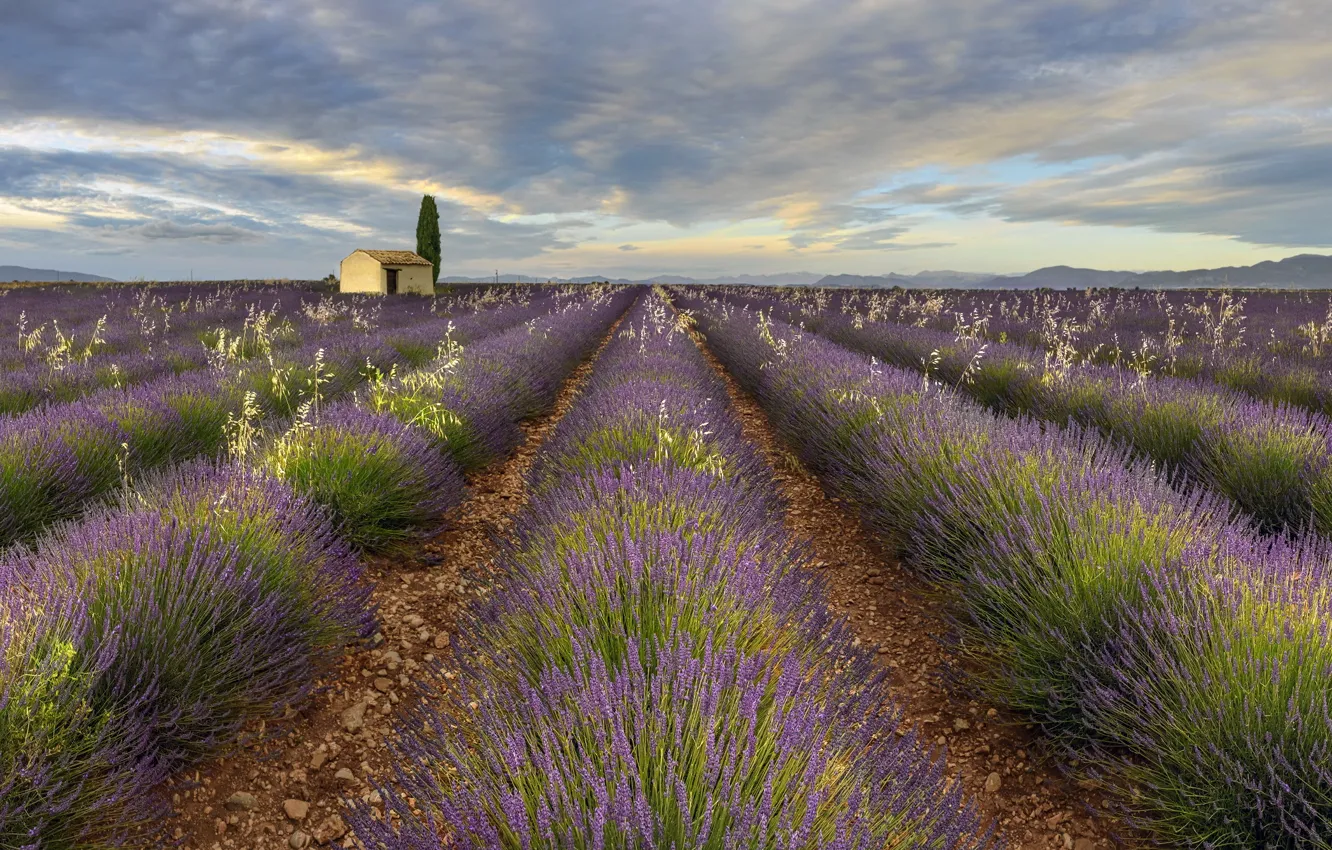 Photo wallpaper field, summer, lavender