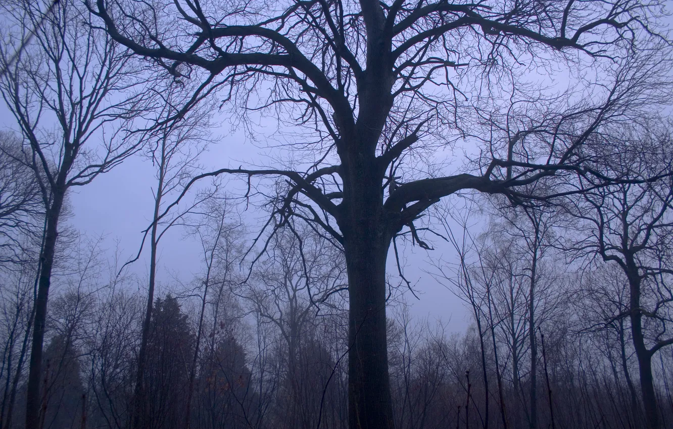 Photo wallpaper winter, forest, trees, nature, dawn, England, England, South Downs National Park