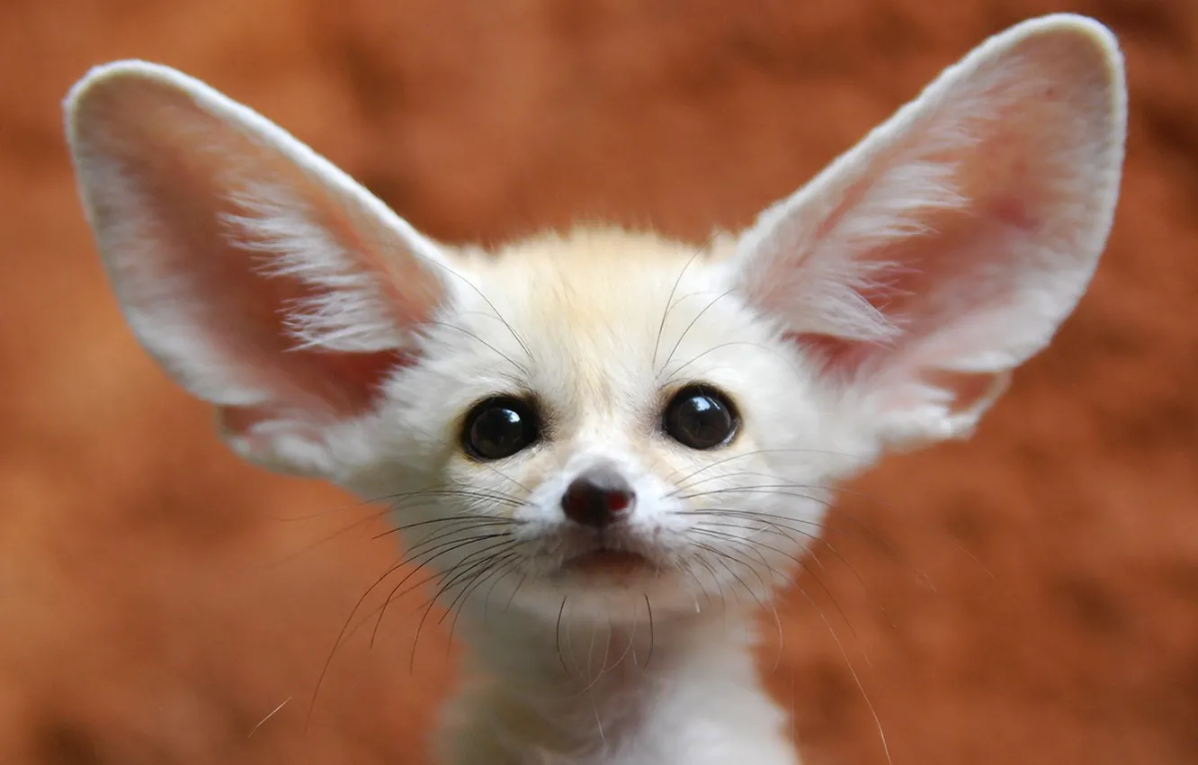 Photo wallpaper look, nature, ears, Fenech