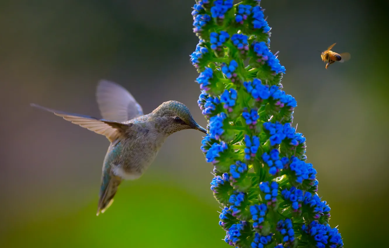 Photo wallpaper flower, nature, bird, Hummingbird