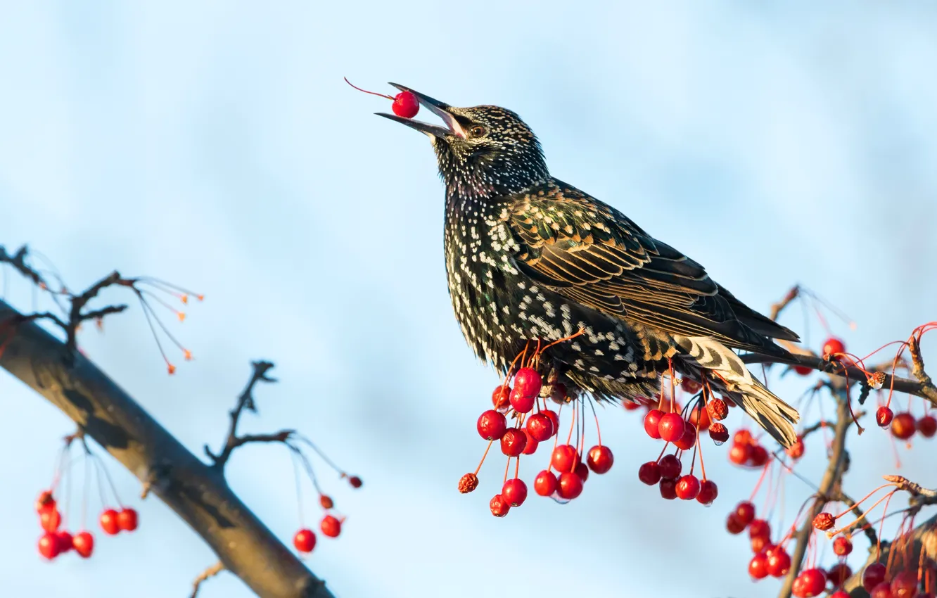Photo wallpaper branches, nature, berries, bird, beak, fruit, blue background, bunches