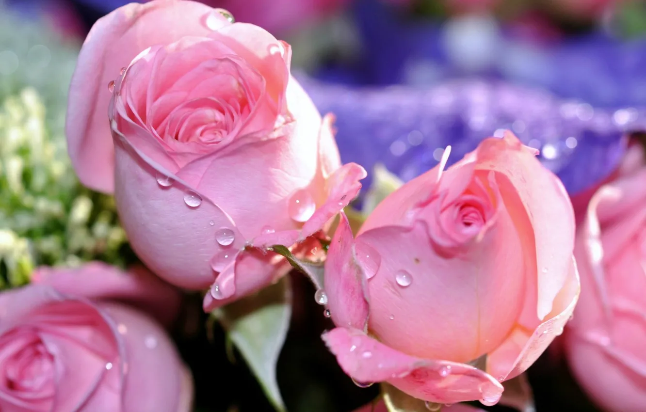 Photo wallpaper pink roses, drops, blur bokeh