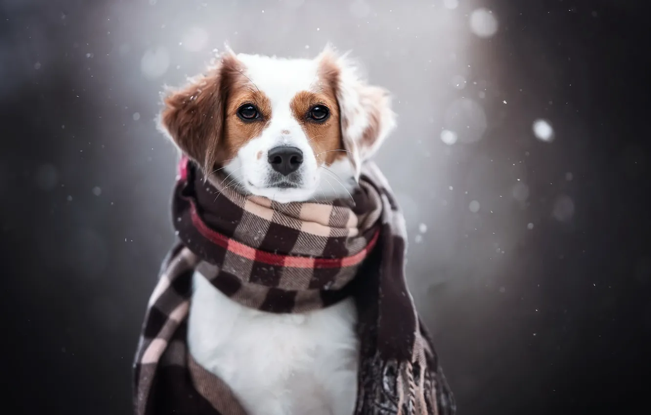Photo wallpaper each, dog, scarf