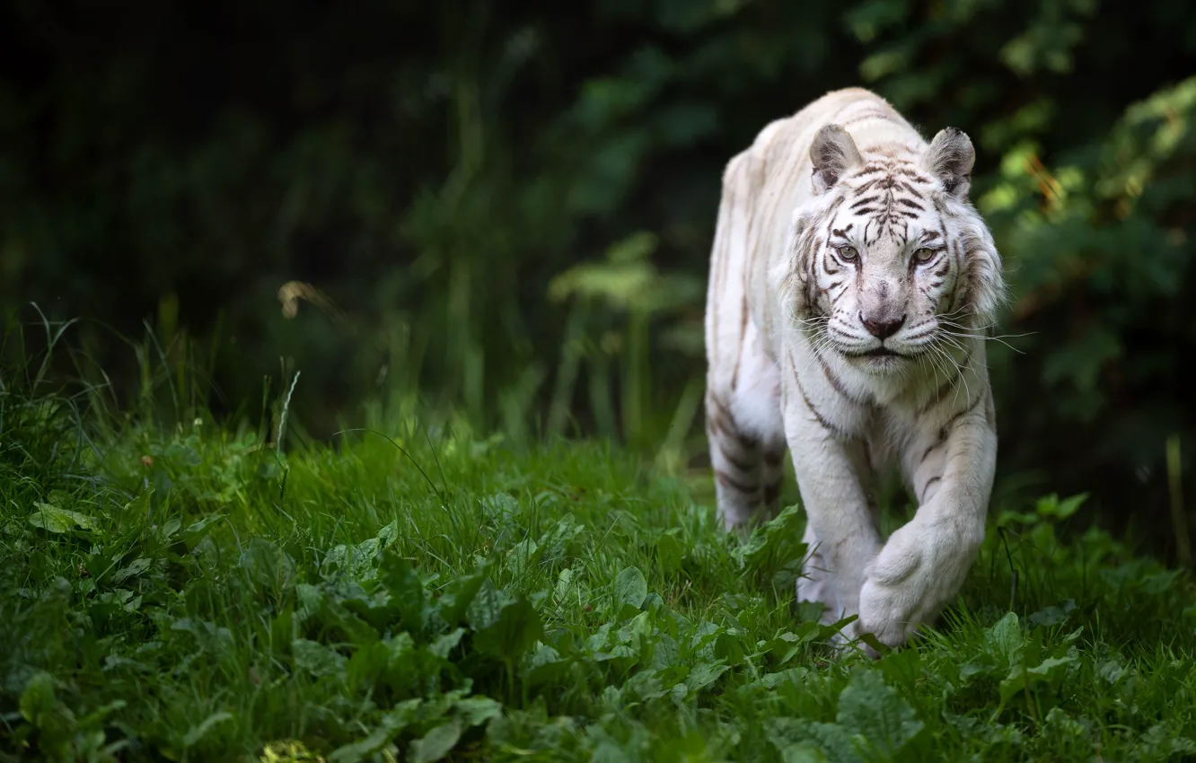 Photo wallpaper greens, white, grass, look, leaves, nature, tiger, pose
