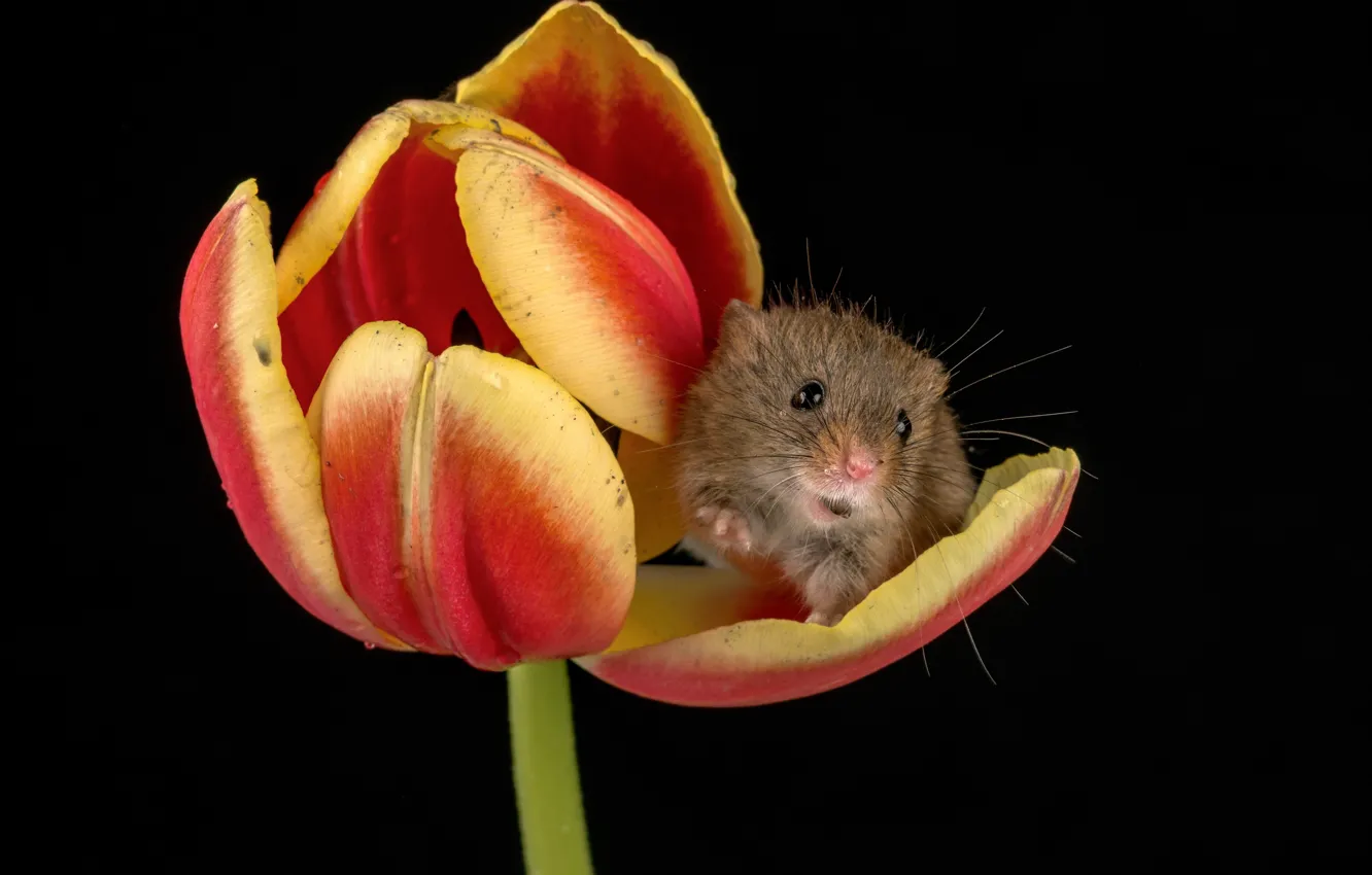 Photo wallpaper flower, Tulip, mouse
