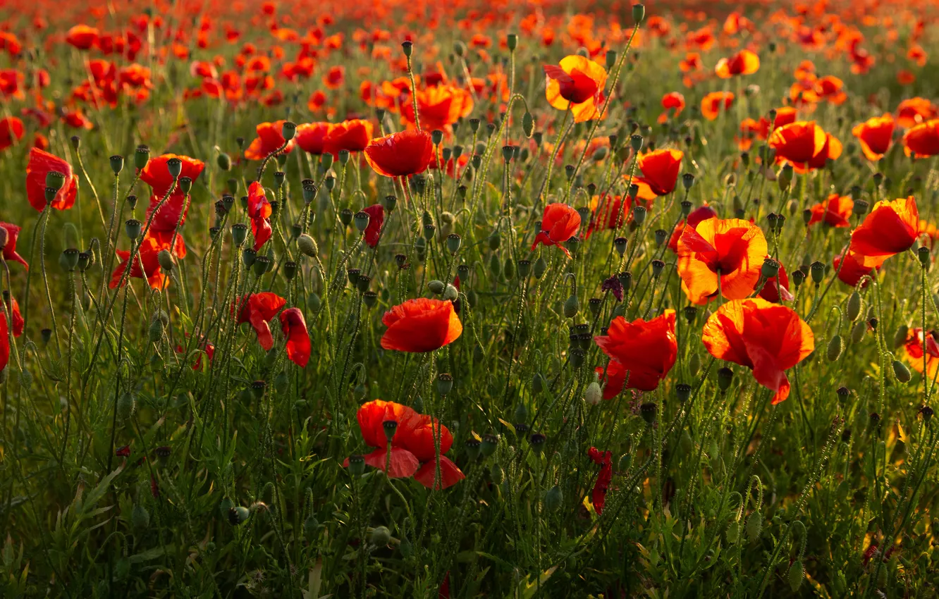 Photo wallpaper field, summer, light, flowers, red, Maki, meadow, poppy field