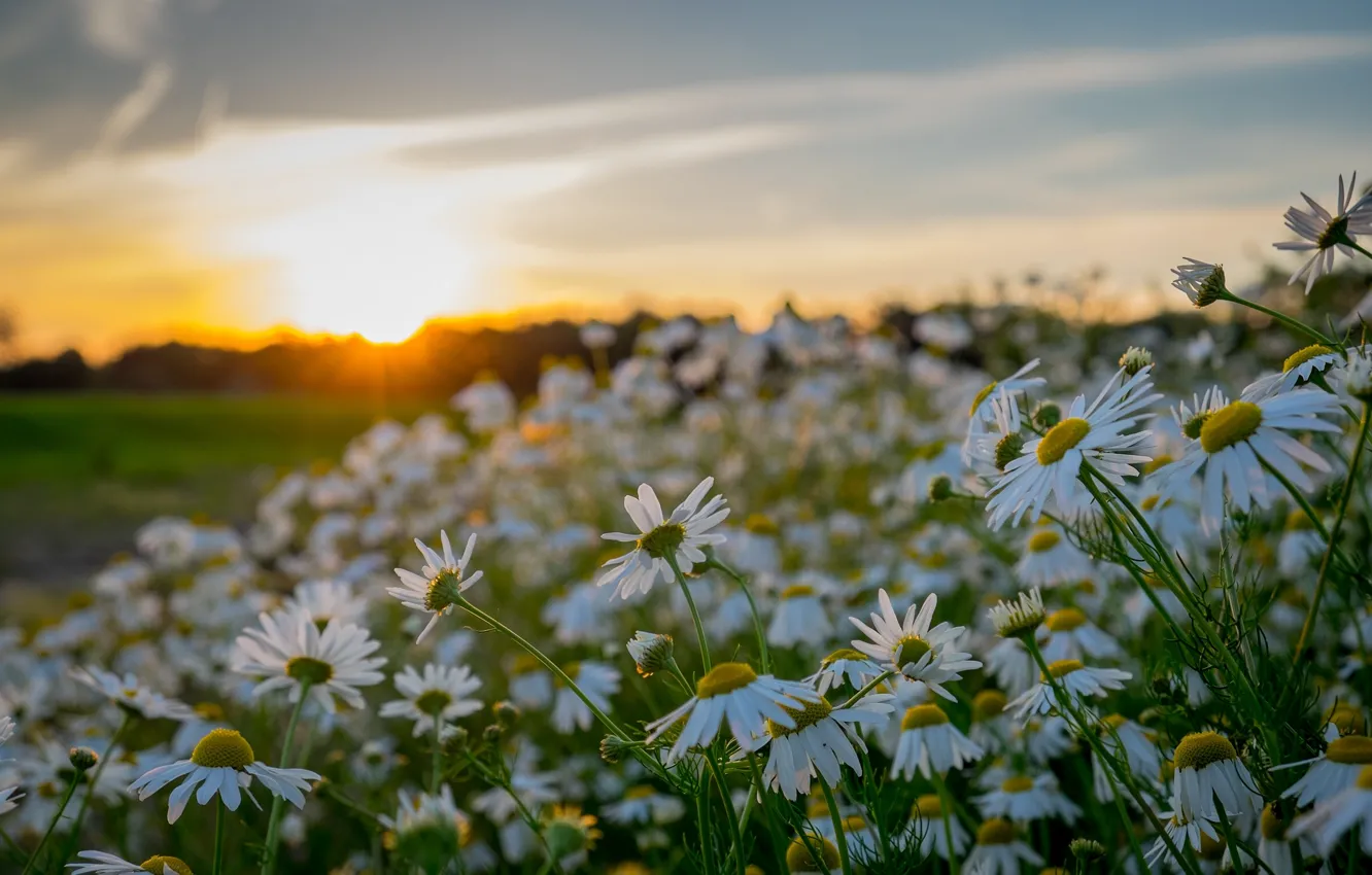 Photo wallpaper sunset, flowers, chamomile