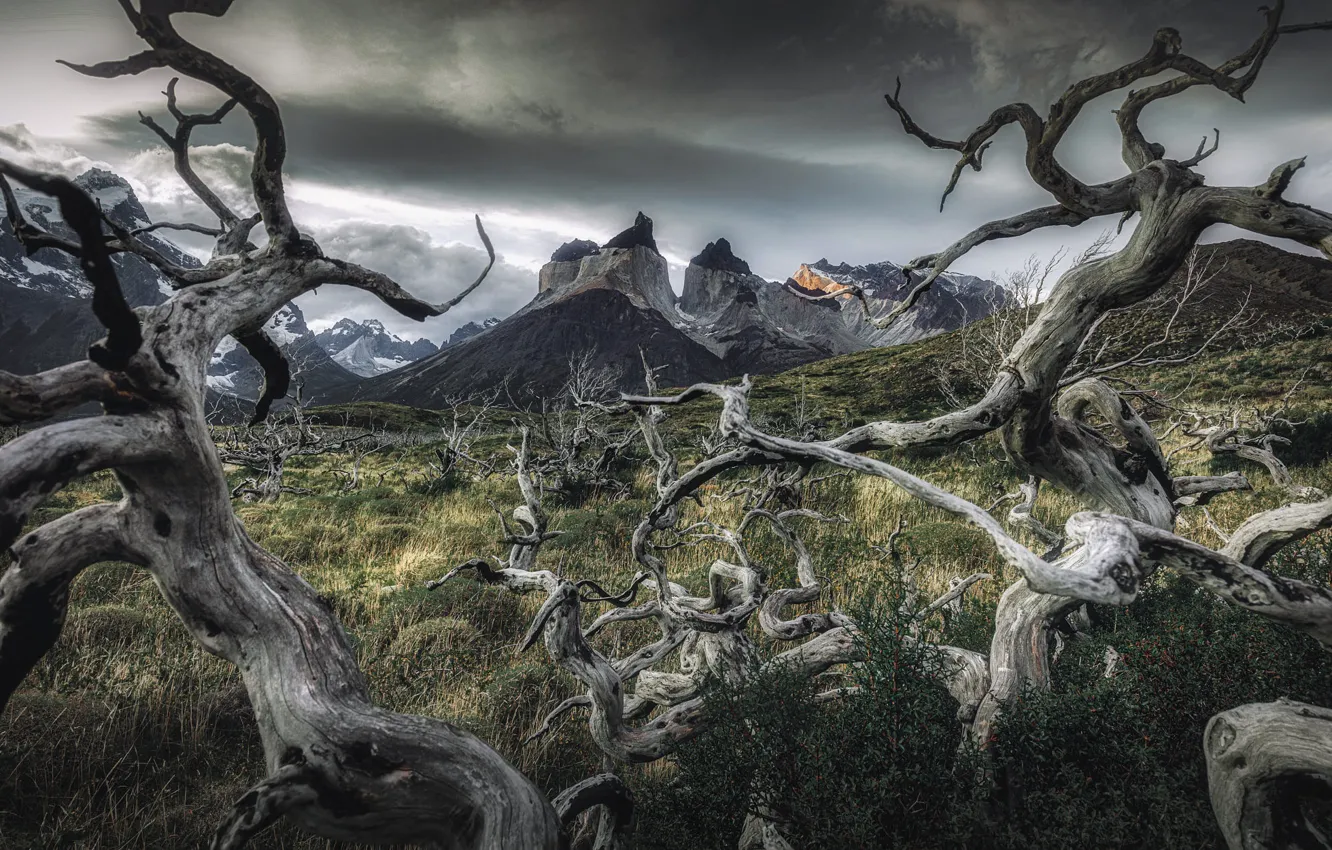 Photo wallpaper Dry, snag, clouds, Patagonia, mountains, curves, trees, branches