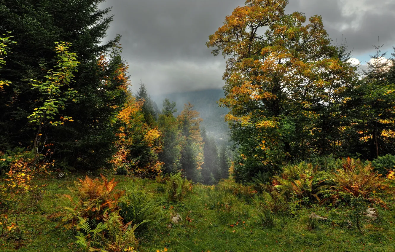 Photo wallpaper Fog, Autumn, Trees, Forest, Fall, Autumn, Colors, Fog